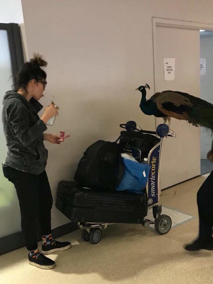 That Moment When You Need an Emotional Support Peacock In Order to Fly...