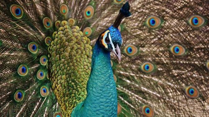 That Moment When You Need an Emotional Support Peacock In Order to Fly...