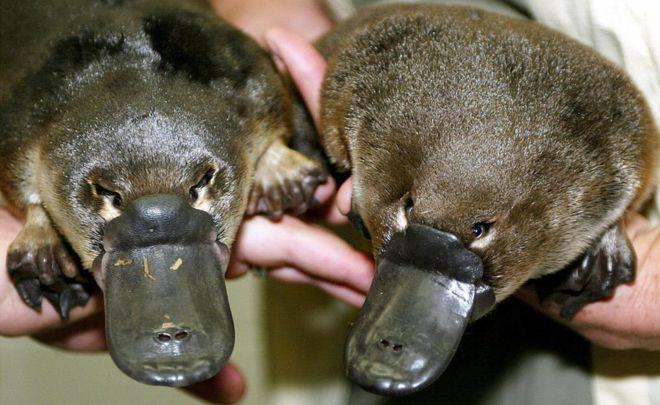 The Australian Platypus