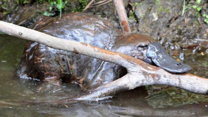 The Australian Platypus