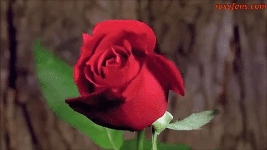 Valentine's Day Fashion