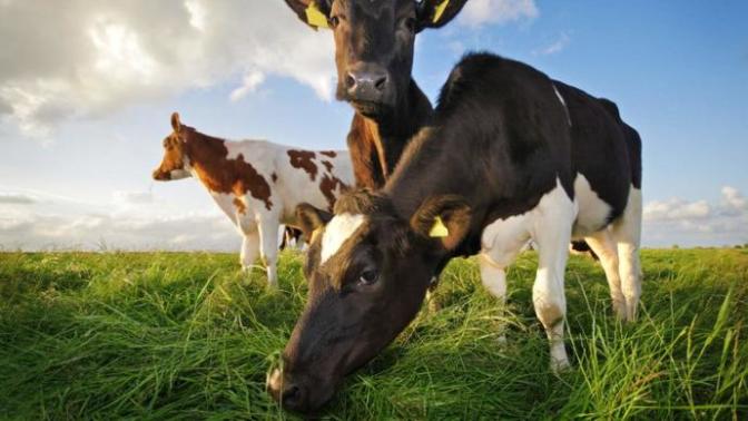 Please Ban the Sale of Non-Organic Meat