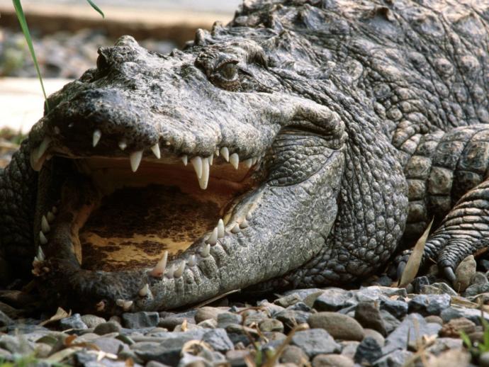 Dragons and if They Could Exist