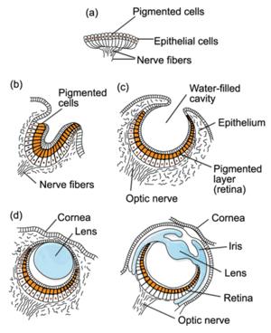 Irreducible Complexity