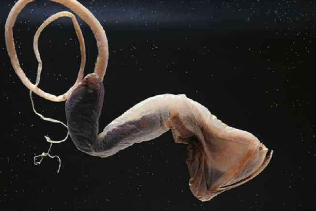 10 Nightmarish Deep Sea Creatures