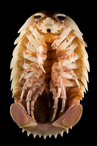 10 Nightmarish Deep Sea Creatures