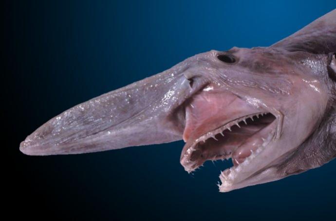 10 Nightmarish Deep Sea Creatures
