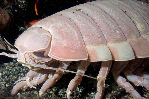 10 Nightmarish Deep Sea Creatures
