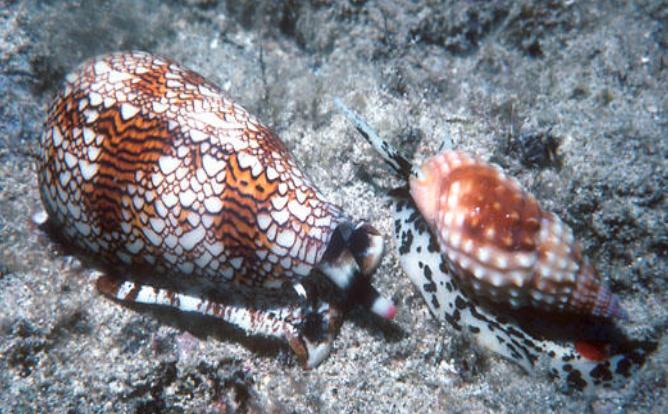 10 Nightmarish Deep Sea Creatures