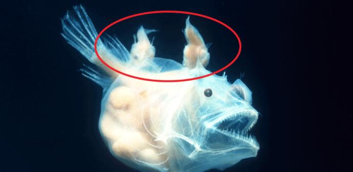 10 Nightmarish Deep Sea Creatures