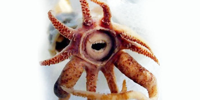 10 Nightmarish Deep Sea Creatures
