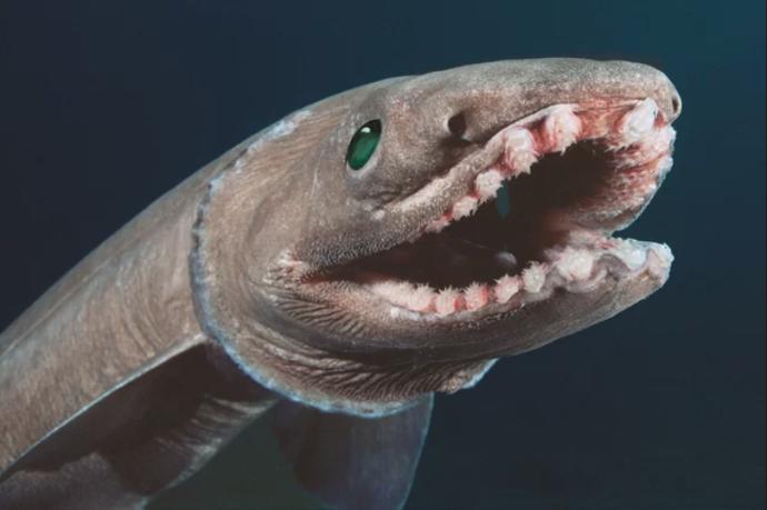 10 Nightmarish Deep Sea Creatures