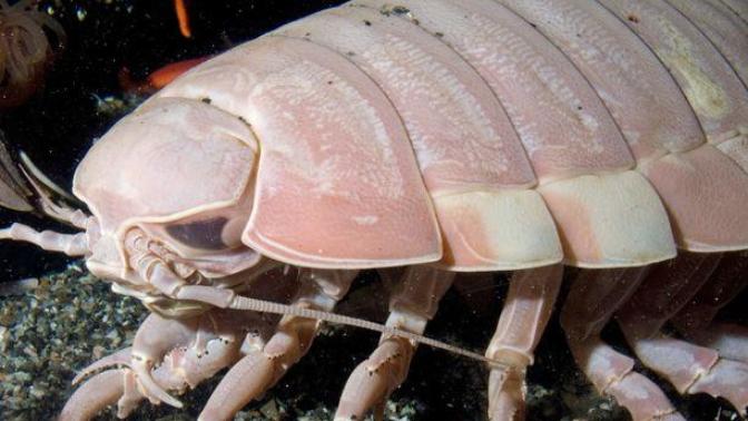10 Nightmarish Deep Sea Creatures