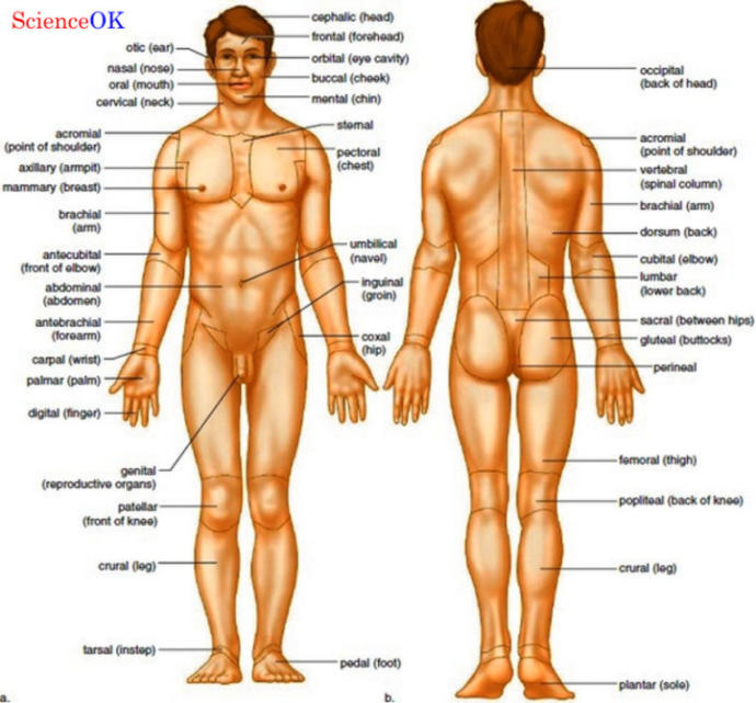 Why Athiestism Will Always Remain Far More Less Common Globally.