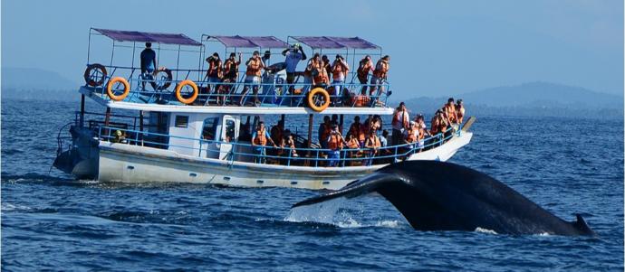 Visit The Island Of Ceylon: For Travel Enthusiasts