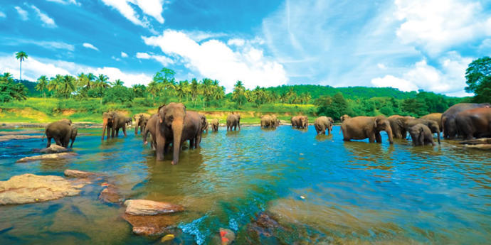 Visit The Island Of Ceylon: For Travel Enthusiasts