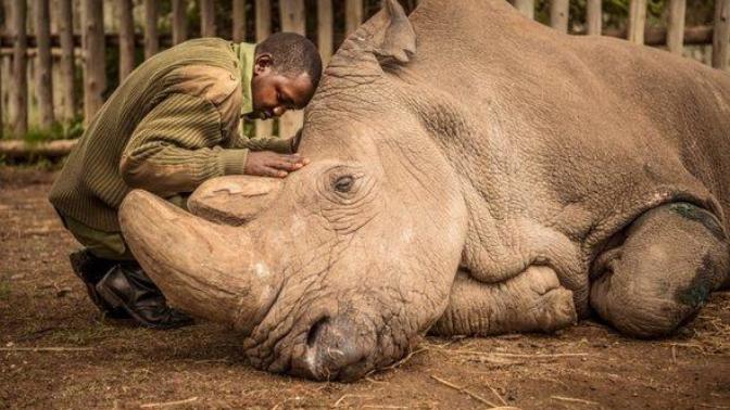 Rest in Peace, Northern White Rhino