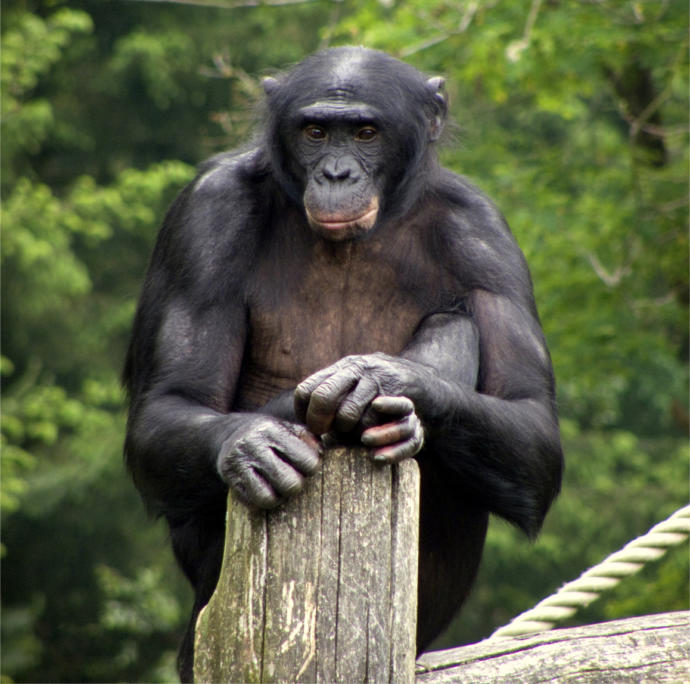 No, Gender Roles Are Not Natural (Part 1: Animals)