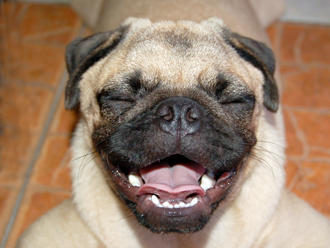 What's So Funny? Why Laughter Is Good For You