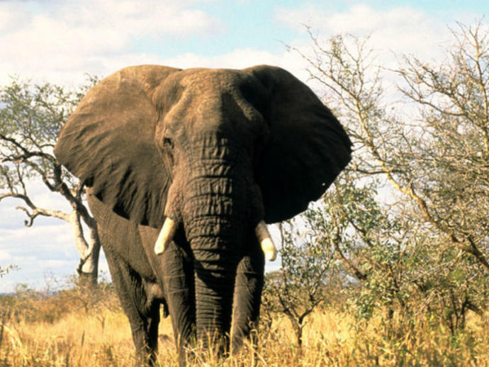 The Elephant Crisis at Hand... It's Not Good!