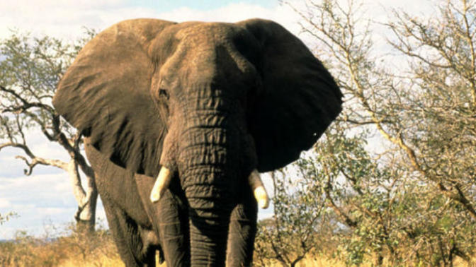 The Elephant Crisis at Hand... It's Not Good!