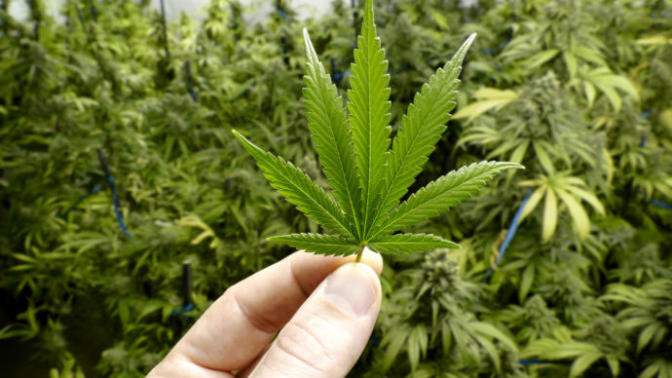 Legalization of Marijuana in Canada