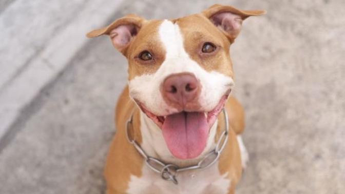 Addressing The Popular Idea that Pitbulls are Naturally Mean Dogs