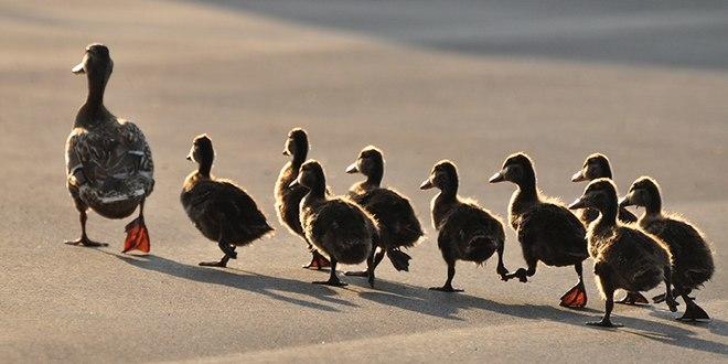 Great G@Gers: How to Be One