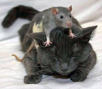 As a Christian, this is what I learned today about loving evil wrongdoers in our lives