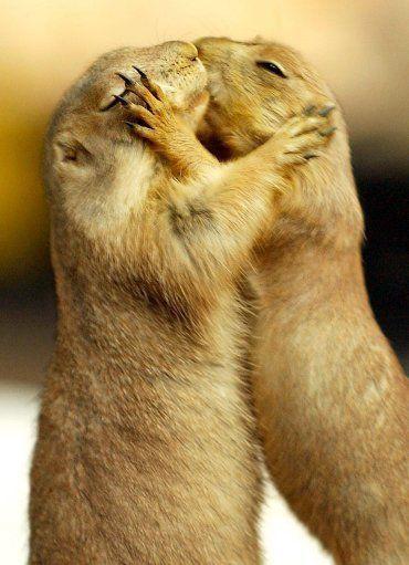 Is a Kiss just a Kiss?