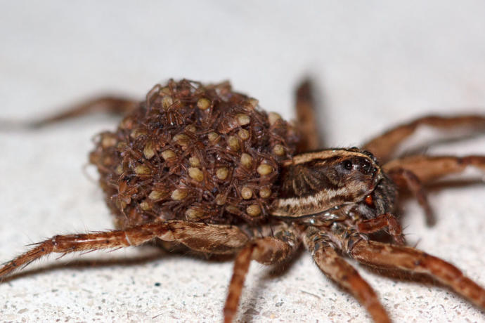 Momma spider