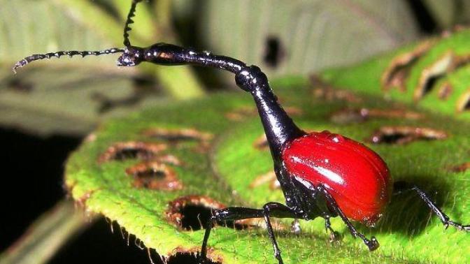 Bizarre Creatures: Part 1