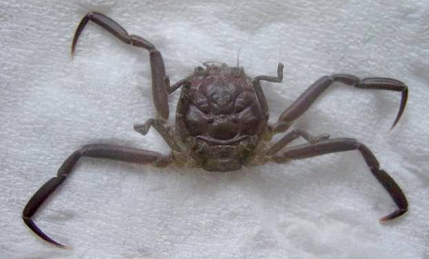 Bizarre Creatures: Part 2