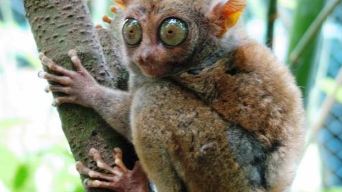 Bizarre Creatures: Part 2