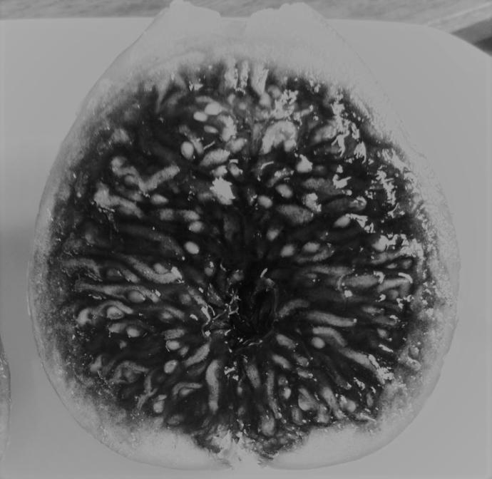 Midnight figs: Existential Endeavors (the afterlife, dreams, and other dimensions)