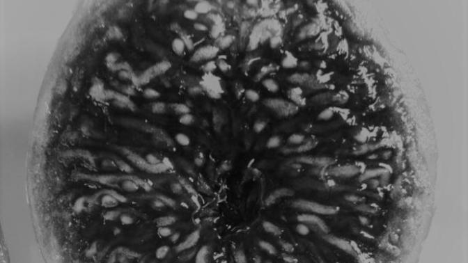 Midnight figs: Existential Endeavors (the afterlife, dreams, and other dimensions)