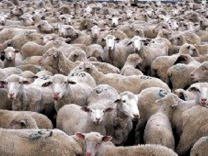 Brainwashed sheep