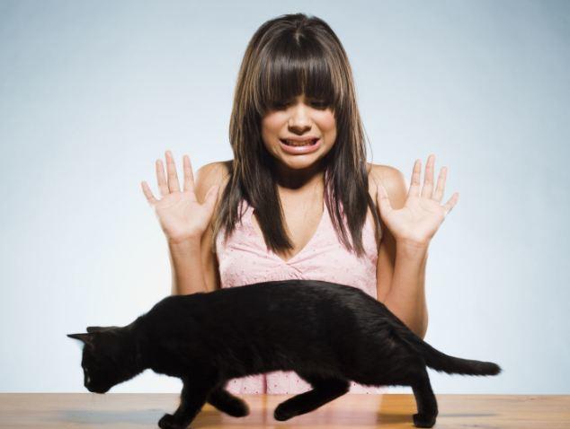I personally love black cats but i didn't know what other pic to use lmao