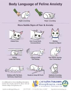 Tips to Improve Your Relationship With Your Pet!