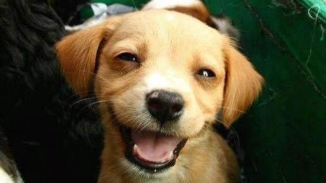 Tips to Improve Your Relationship With Your Pet!