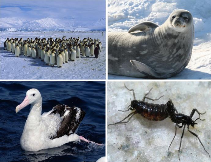 Which Continent Has The Most Interesting Wildlife