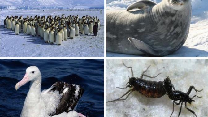 Which Continent Has The Most Interesting Wildlife