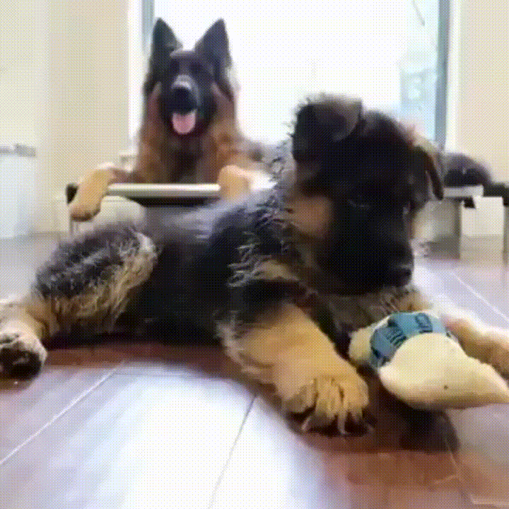 9 Facts About German Shepherd Dogs