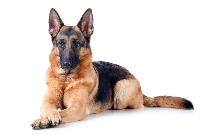 9 Facts About German Shepherd Dogs - GirlsAskGuys