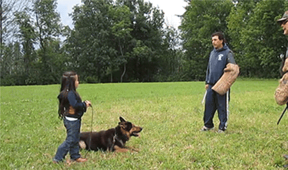 9 Facts About German Shepherd Dogs
