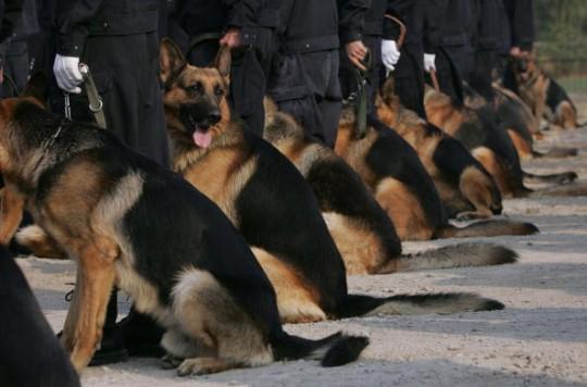 9 Facts About German Shepherd Dogs