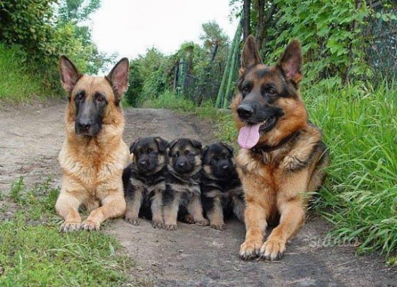 9 Facts About German Shepherd Dogs