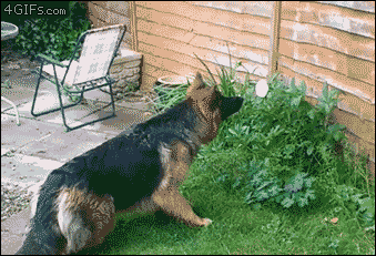 9 Facts About German Shepherd Dogs
