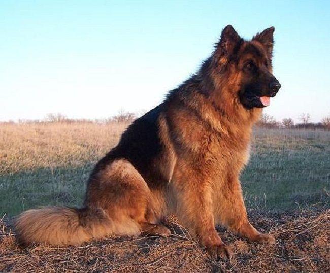 9 Facts About German Shepherd Dogs