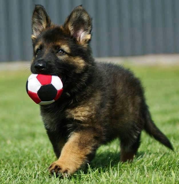 9 Facts About German Shepherd Dogs